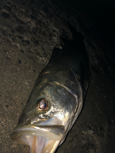 スズキの釣果