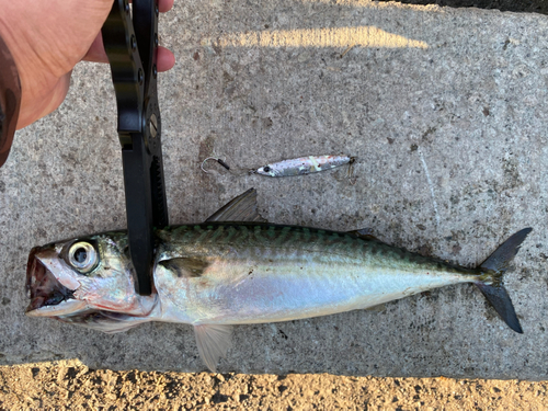 サバの釣果