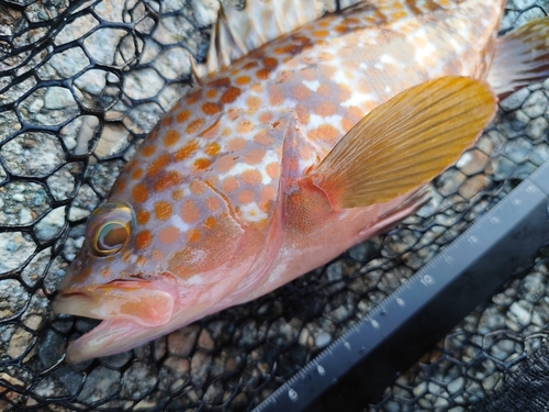 キジハタの釣果