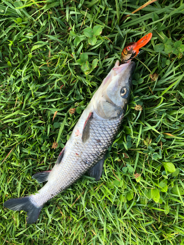 ニゴイの釣果