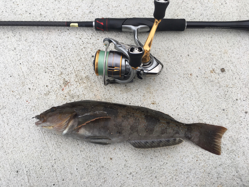 アイナメの釣果