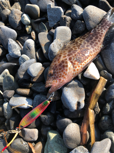 オオモンハタの釣果