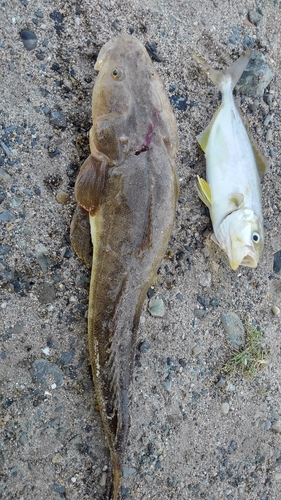 マゴチの釣果