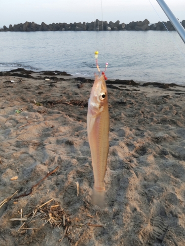 キスの釣果