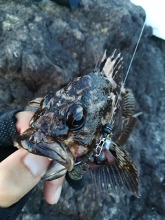 ムラソイの釣果