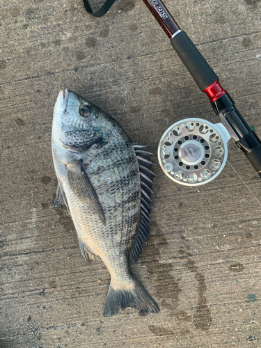 チヌの釣果