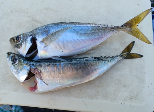 アジの釣果