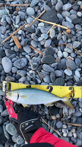 ワカシの釣果