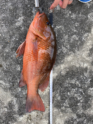 沖縄本島で釣れたゴマフエダイの釣り・釣果情報 - アングラーズ