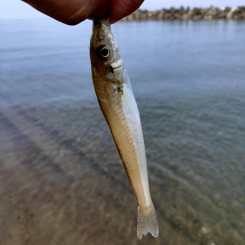 キスの釣果