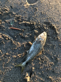 ワカシの釣果