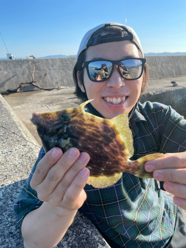 カワハギの釣果