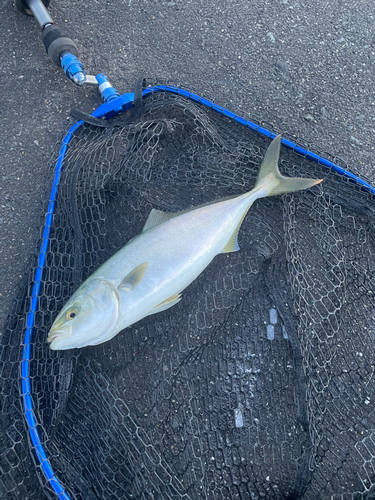 ワカシの釣果