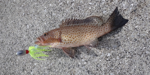 オオモンハタの釣果