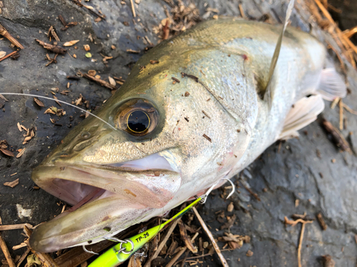 フッコ（マルスズキ）の釣果