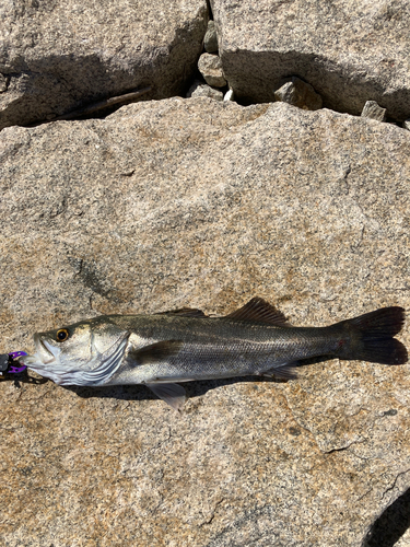 スズキの釣果