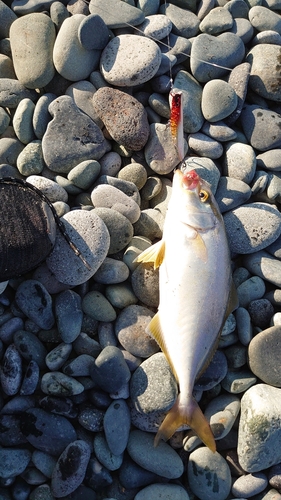 ショゴの釣果