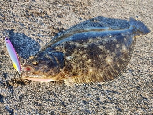 ソゲの釣果