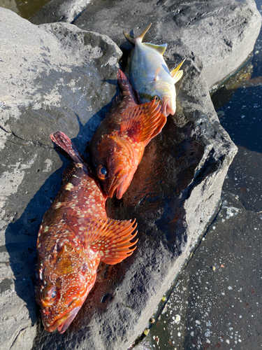 カサゴの釣果