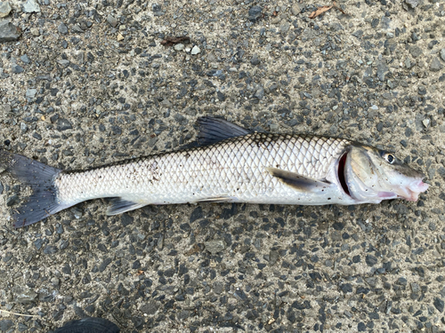 ニゴイの釣果