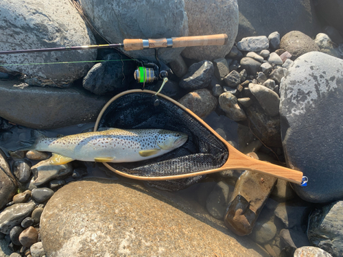 ブラウントラウトの釣果