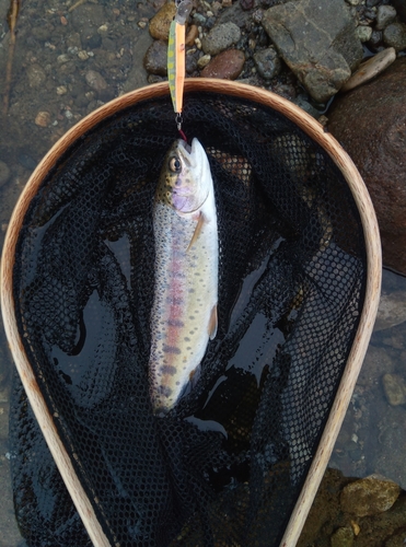 ニジマスの釣果