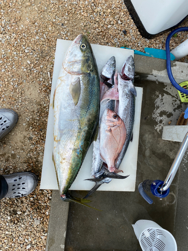 ブリの釣果