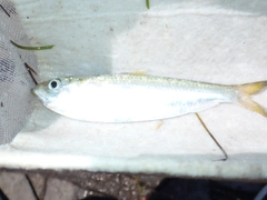 ママカリの釣果