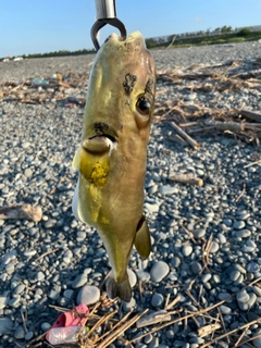 フグの釣果