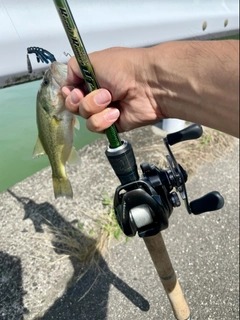 ラージマウスバスの釣果