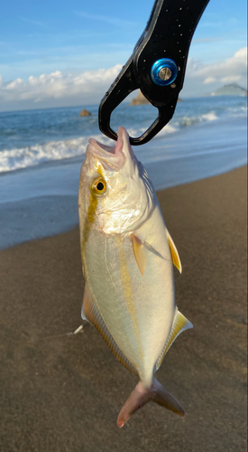 ショゴの釣果