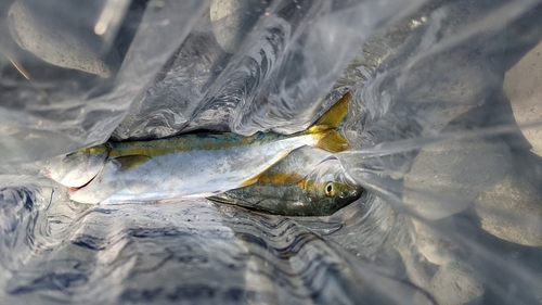 ワカシの釣果