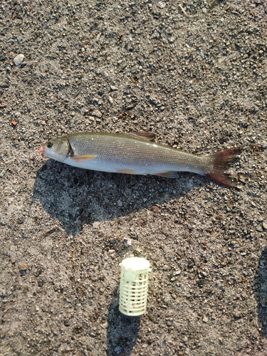 ウグイの釣果