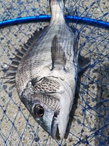 メイタの釣果