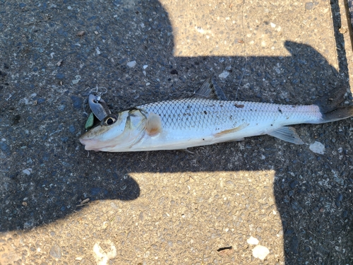 ニゴイの釣果