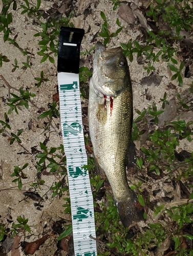 ブラックバスの釣果