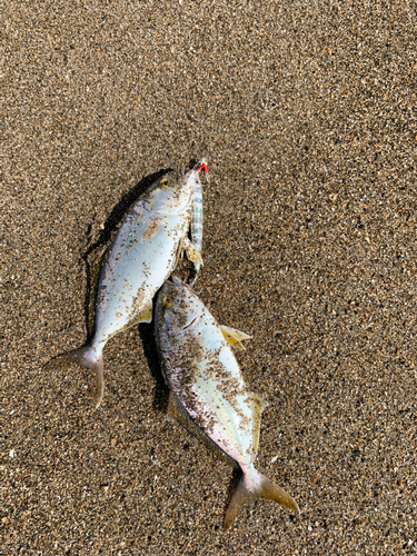 ショゴの釣果