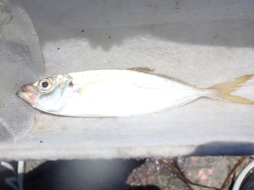 マアジの釣果