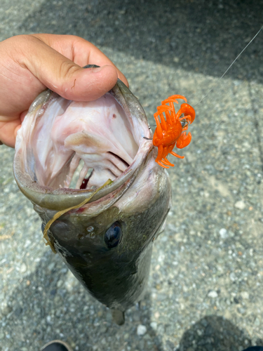 ブラックバスの釣果