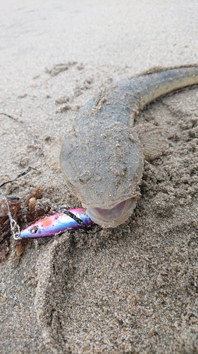 マゴチの釣果