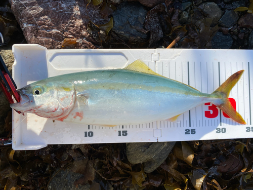 ツバスの釣果