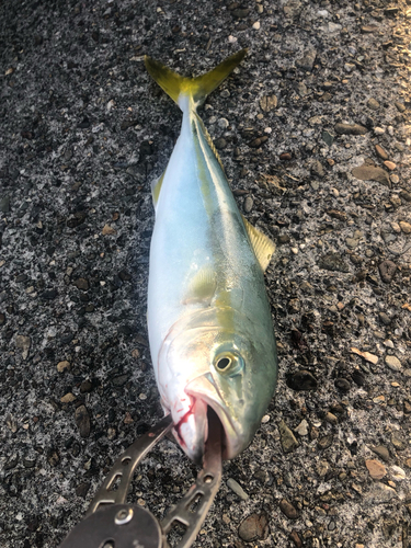 ツバスの釣果