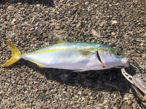 ツバスの釣果