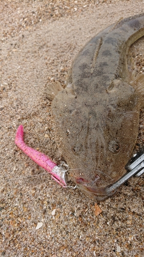 マゴチの釣果