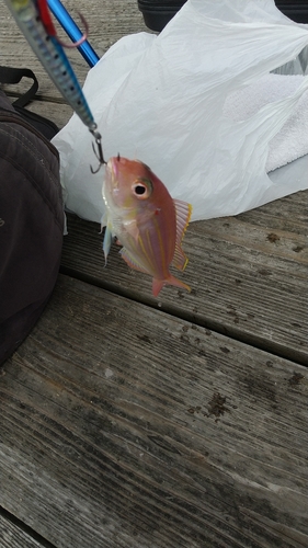 イトヨリダイの釣果