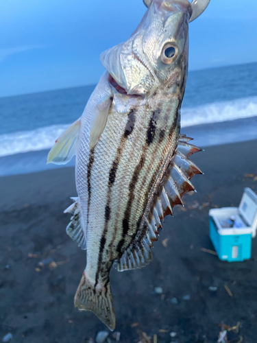 シマイサキの釣果