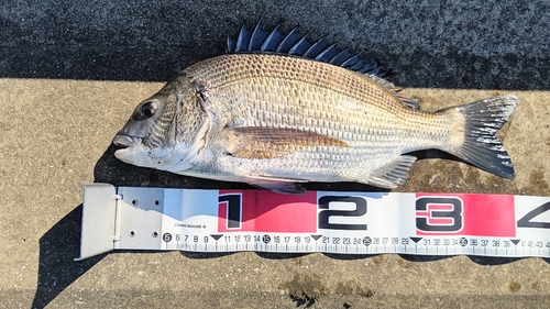 クロダイの釣果