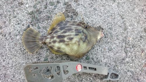 カワハギの釣果