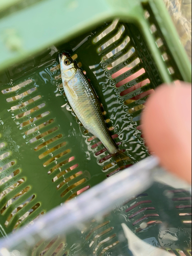 オイカワの釣果