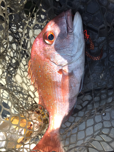 マダイの釣果